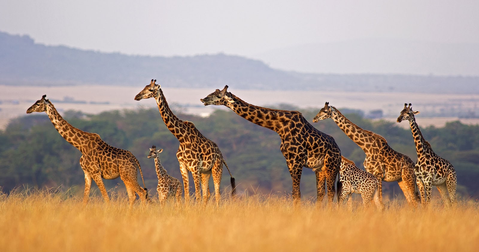 Fantastische Tierwelt